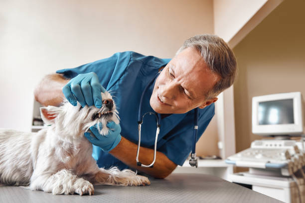 Best Emergency Treatment for Dental Infections or Abscesses in Olney, MD